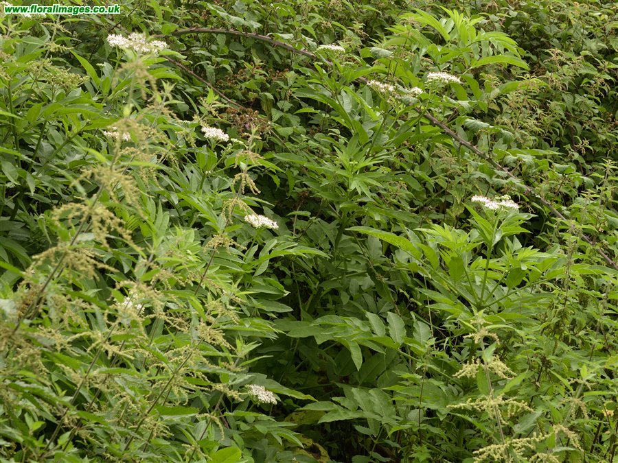 Sambucus ebulus