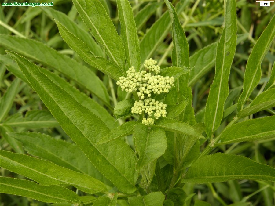 Sambucus ebulus