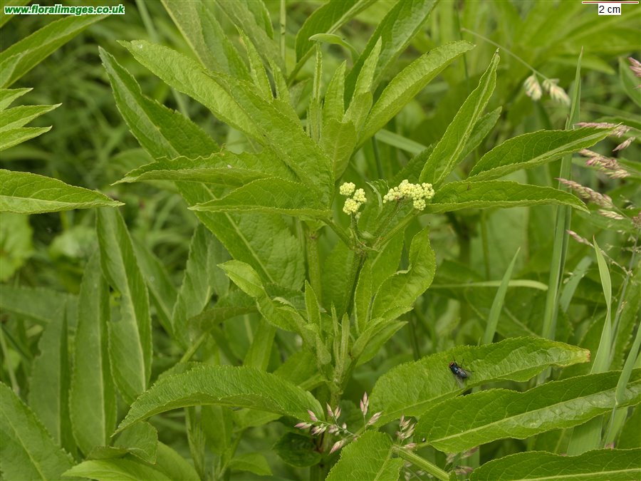 Sambucus ebulus