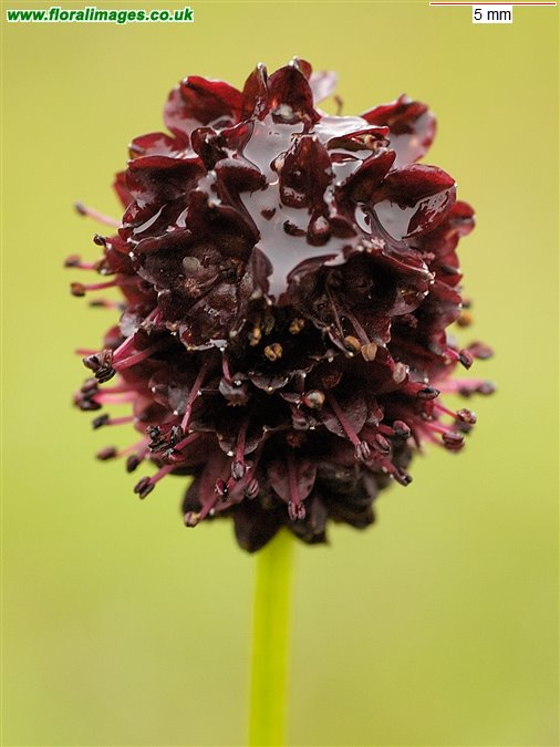 Sanguisorba officinalis