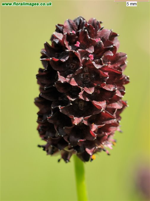 Sanguisorba officinalis