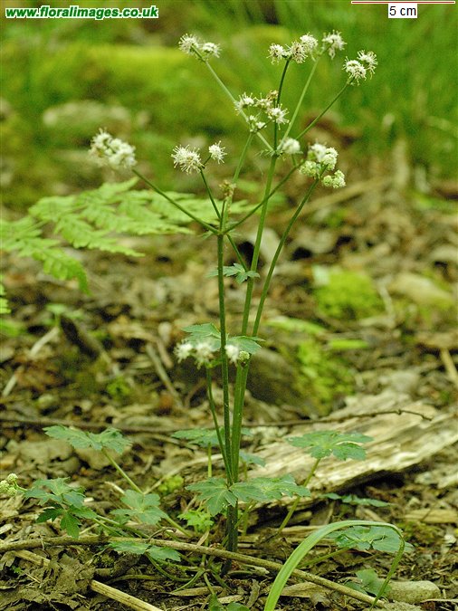 Sanicula europaea