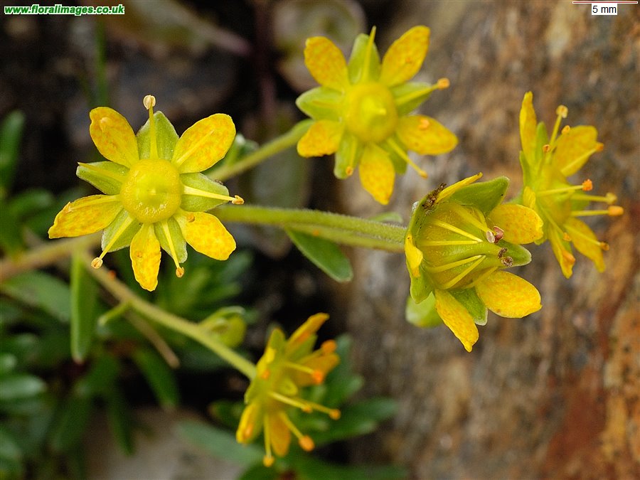 Saxifraga aizoides