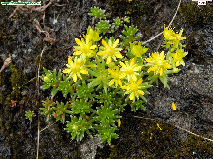 Saxifraga aizoides