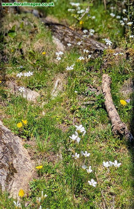 Saxifraga granulata