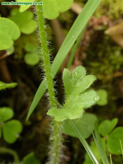 Saxifraga granulata