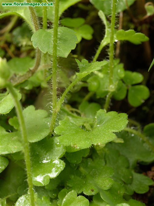 Saxifraga granulata