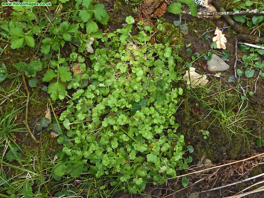 Saxifraga granulata