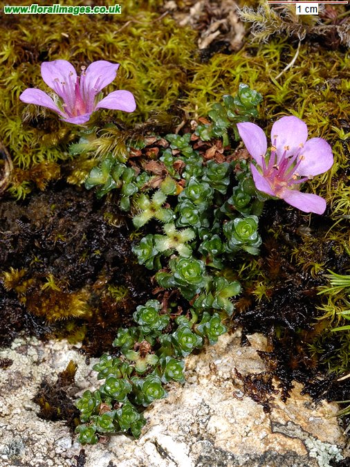 Saxifraga oppositifolia