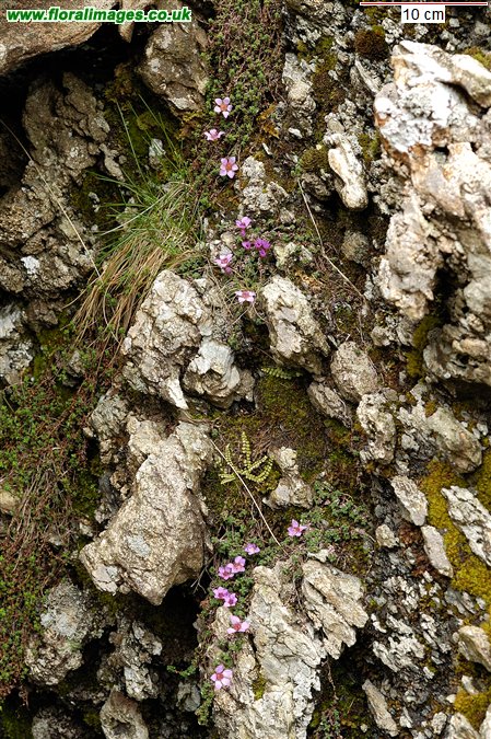 Saxifraga oppositifolia