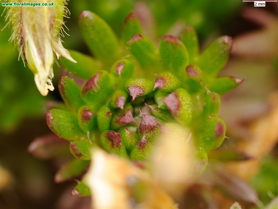 Saxifraga rosacea