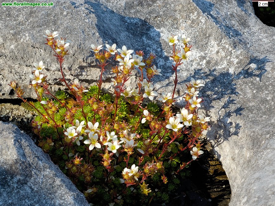 Saxifraga rosacea