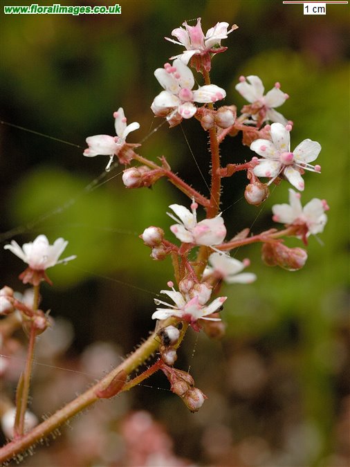Saxifraga spathularis