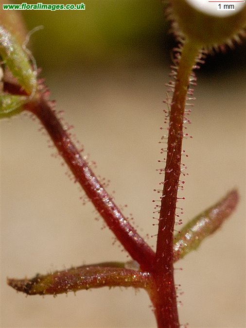 Saxifraga tridactylites
