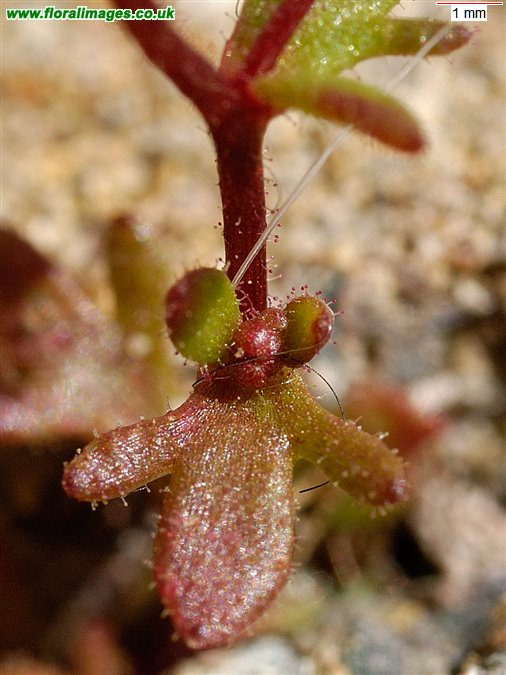 Saxifraga tridactylites