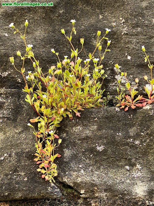 Saxifraga tridactylites