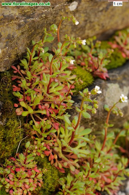 Saxifraga tridactylites