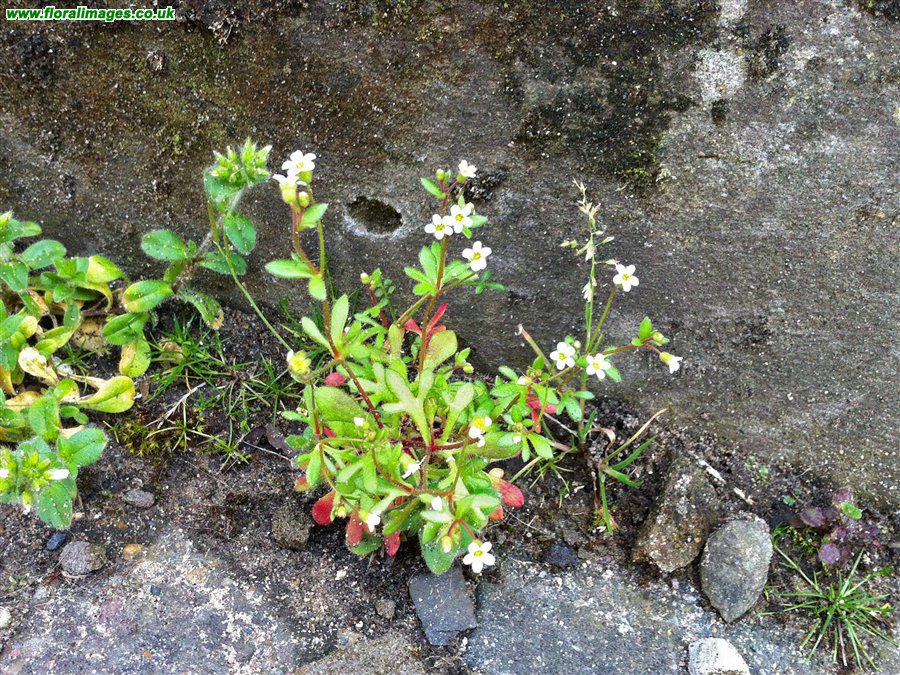Saxifraga tridactylites
