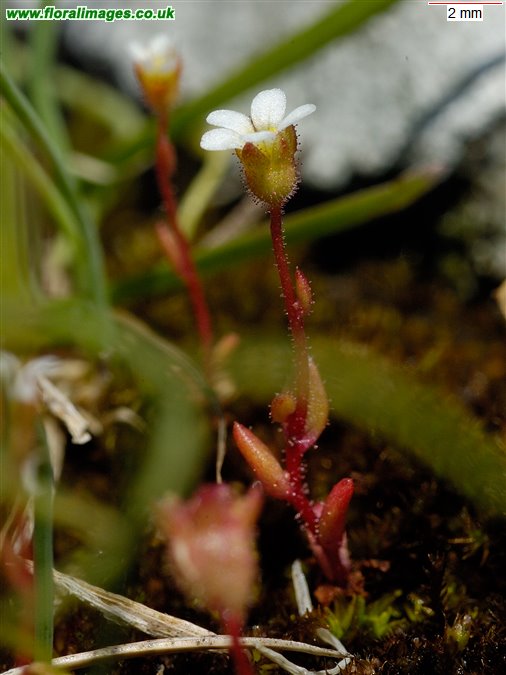 Saxifraga tridactylites