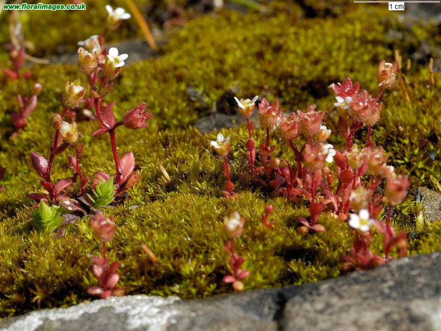 Saxifraga tridactylites