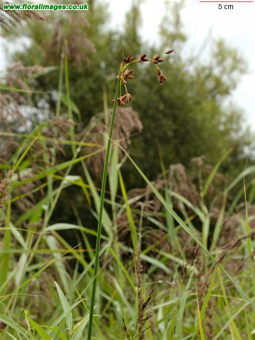 Schoenoplectus tabernaemontani