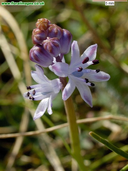 Scilla autumnalis