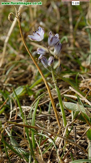 Scilla autumnalis