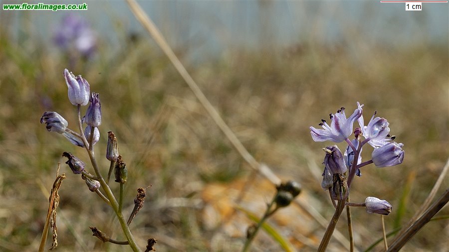 Scilla autumnalis