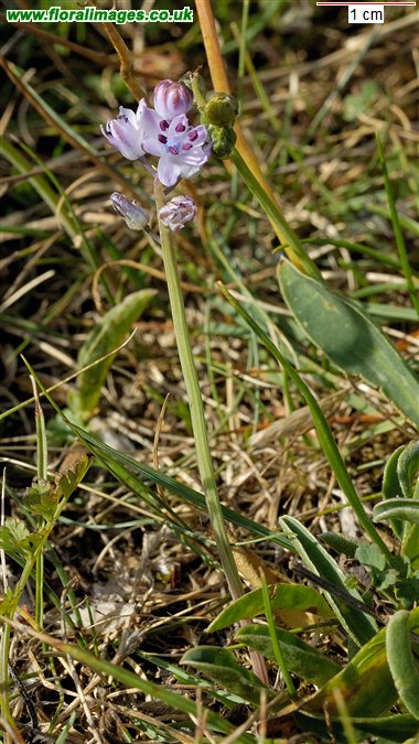 Scilla autumnalis