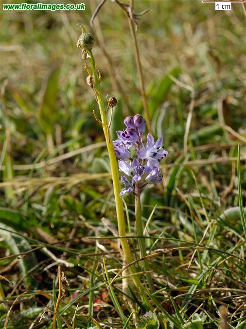 Scilla autumnalis