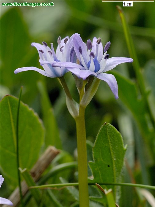 Scilla verna