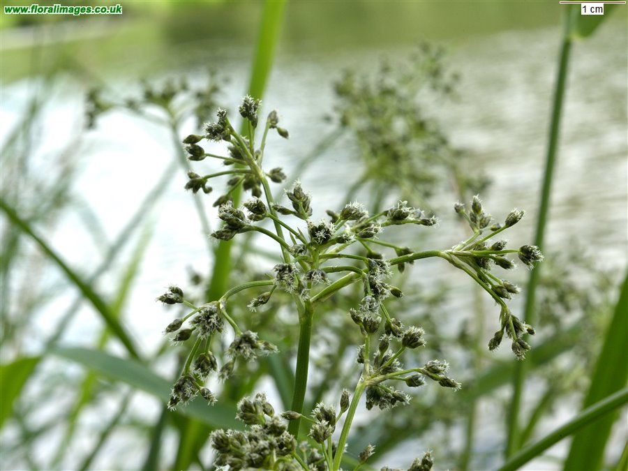 Scirpus sylvaticus