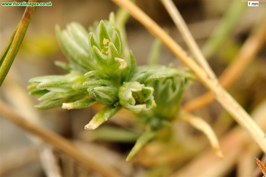 Scleranthus annuus