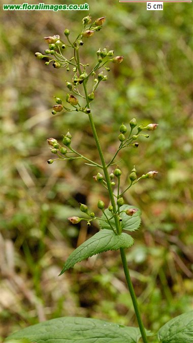 Scrophularia nodosa