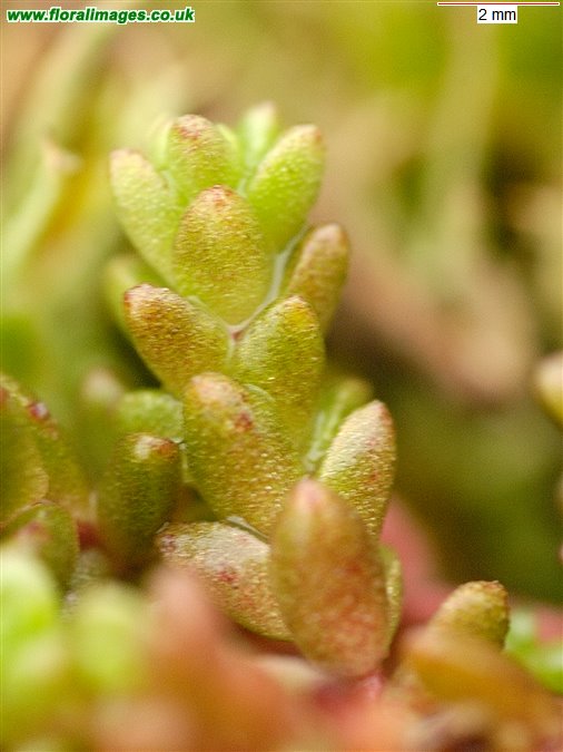 Sedum anglicum