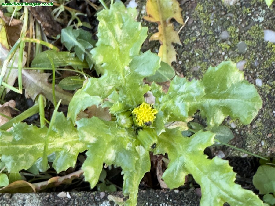 Senecio vulgaris
