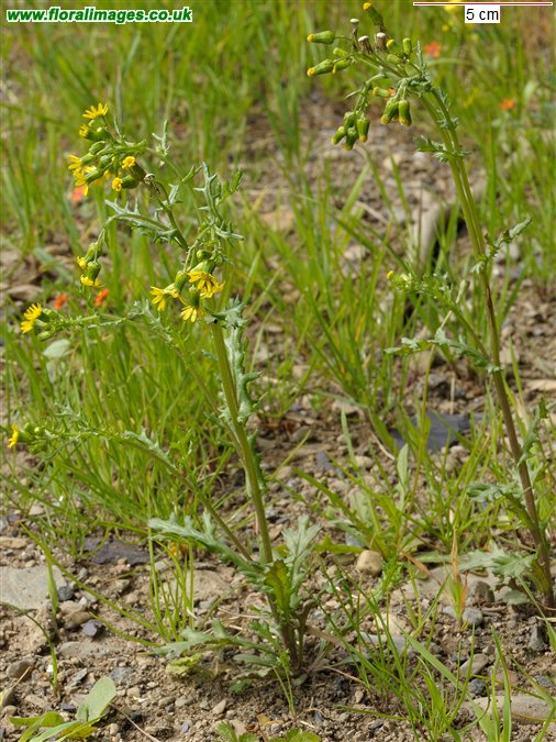 Senecio vulgaris