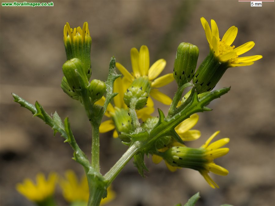 Senecio vulgaris