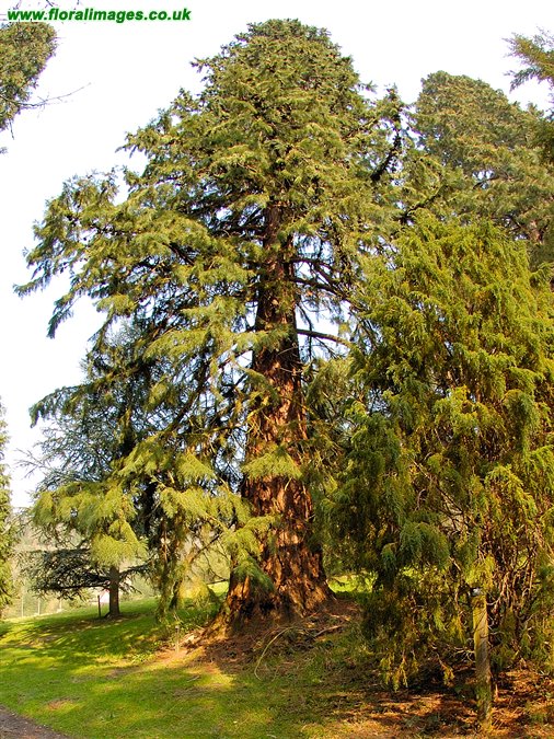 Sequoiadendron giganteum