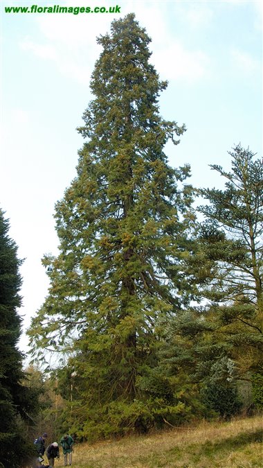 Sequoiadendron giganteum