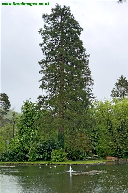 Sequoiadendron giganteum