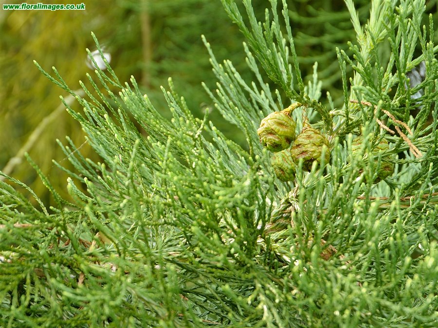 Sequoiadendron giganteum