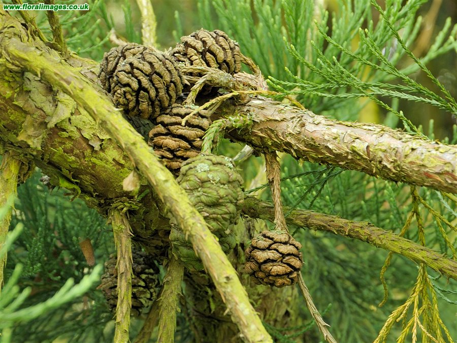 Sequoiadendron giganteum