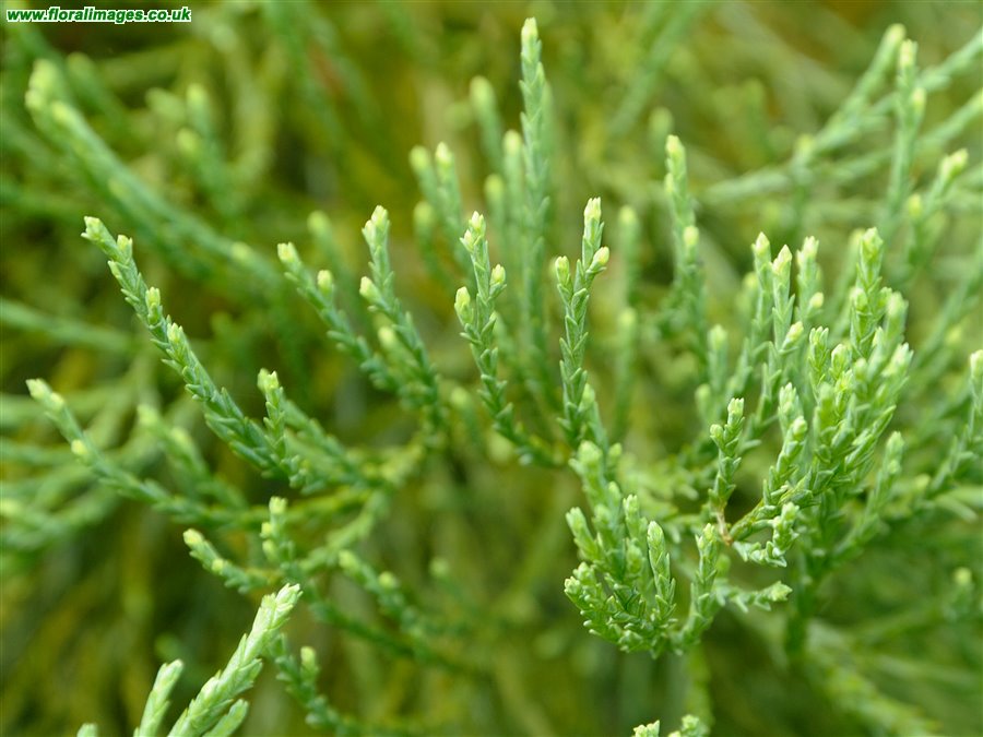 Sequoiadendron giganteum