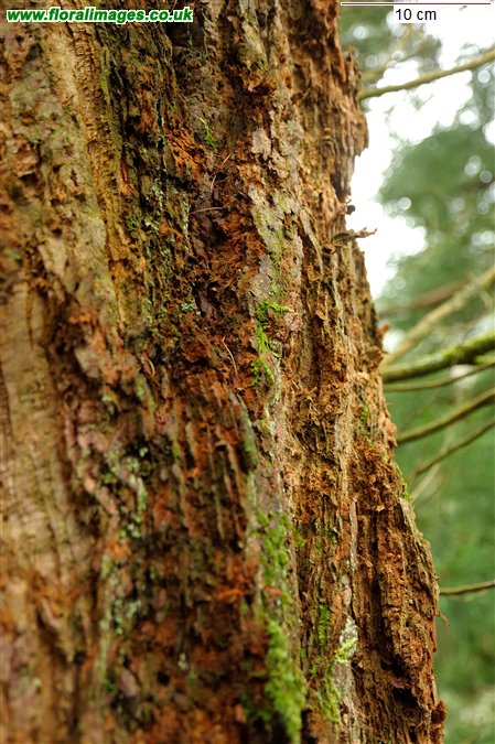 Sequoiadendron giganteum