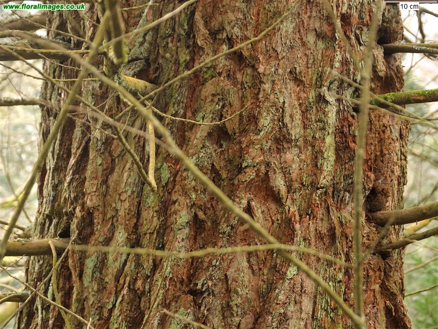 Sequoiadendron giganteum