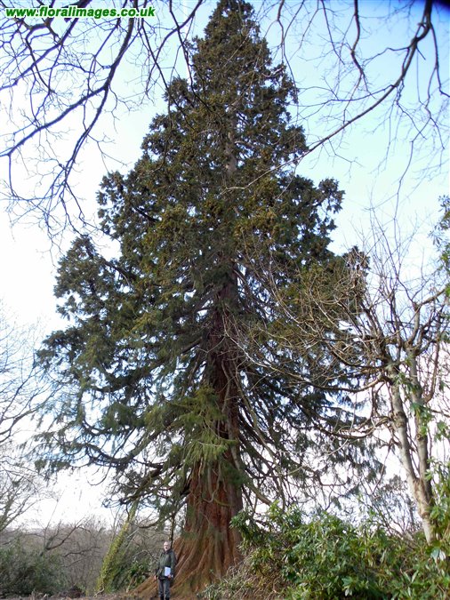 Sequoiadendron giganteum