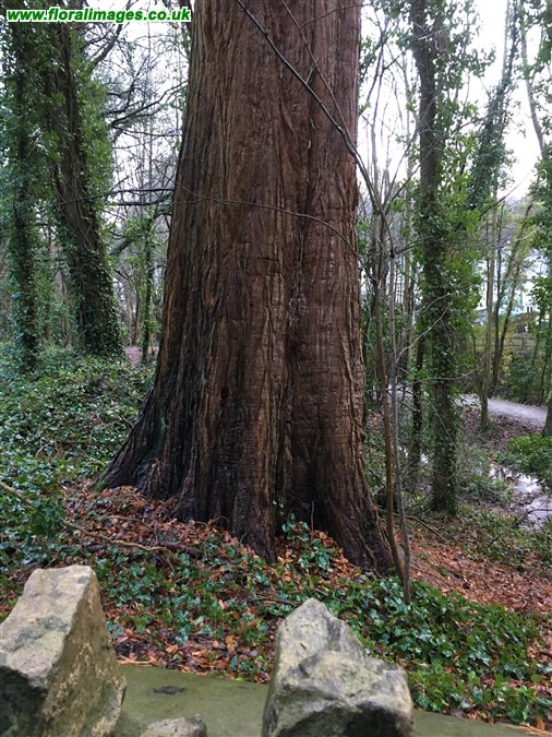 Sequoiadendron giganteum