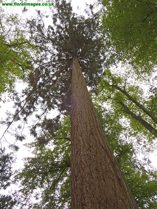 Sequoiadendron giganteum