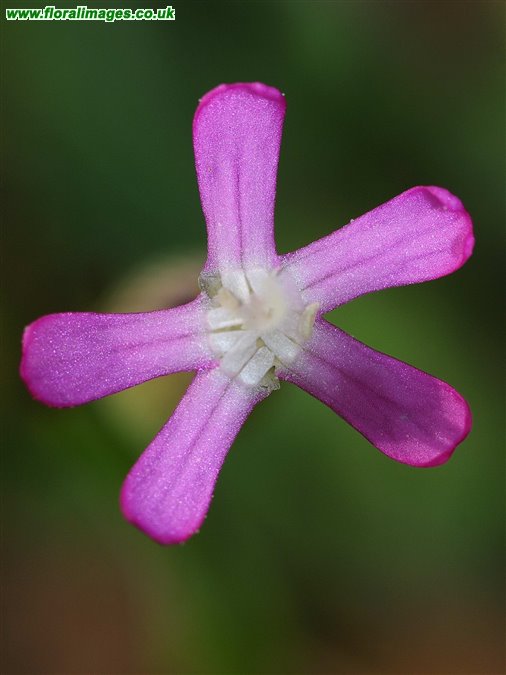Silene conica